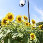 下から撮影すると世界が変わる（しゃがみ、寝転び撮影のススメ）